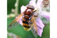Volucella zonaria