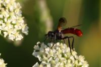 Cylindromyia bicolor