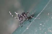 Stegomyia albopicta