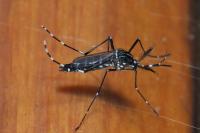 Stegomyia albopicta