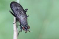 Coremacera marginata