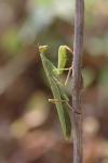 Mantis religiosa
