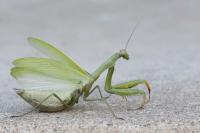 Mantis religiosa