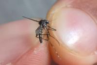 Stegomyia albopicta