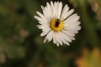 Phasia barbifrons