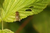 Syrphus ribesii
