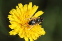 Eristalis