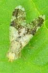 Tephritis formosa