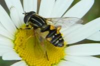 Helophilus pendulus