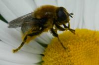 Merodon equestris