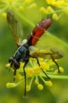Cylindromyia bicolor