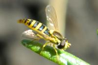 Sphaerophoria scripta