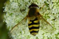 Syrphus ribesii