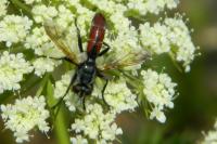 Cylindromyia bicolor