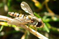 Episyrphus balteatus