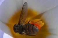 Episyrphus balteatus