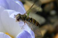 Episyrphus balteatus