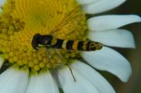 Sphaerophoria scripta