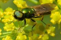 Chloromyia formosa