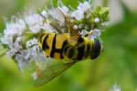 Myathropa florea