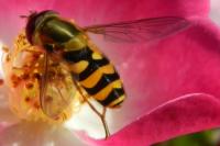 Syrphus ribesii