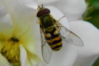 Syrphus ribesii