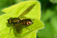 Chloromyia formosa