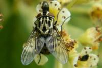 Graphomya maculata