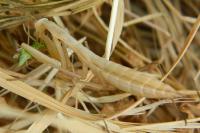 Mantis religiosa