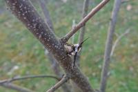 Bombylius major