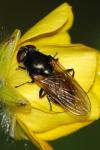 Cheilosia