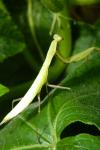 Mantis religiosa