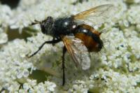 Tachina fera