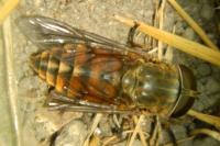 Tabanus bovinus