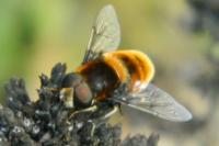 Merodon equestris