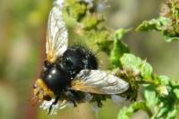 Tachina grossa