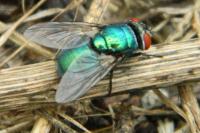 Neomyia cornicina