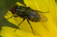 Stomorhina lunata
