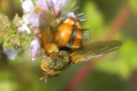 Tachina fera