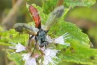 Cylindromyia bicolor