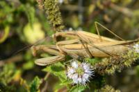 Mantis religiosa