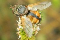 Tachina fera