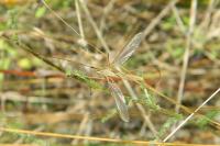 Tipula paludosa