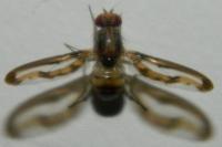 Toxoneura muliebris