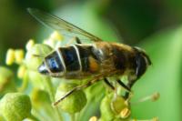 Eristalis pertinax