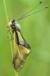 Libelloides coccajus