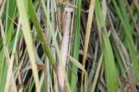 Mantis religiosa