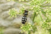 Scaeva pyrastri