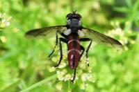 Cylindromyia bicolor