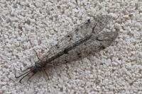Distoleon tetragrammicus